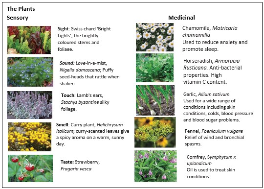 A description of plants from the medicinal and sensory garden